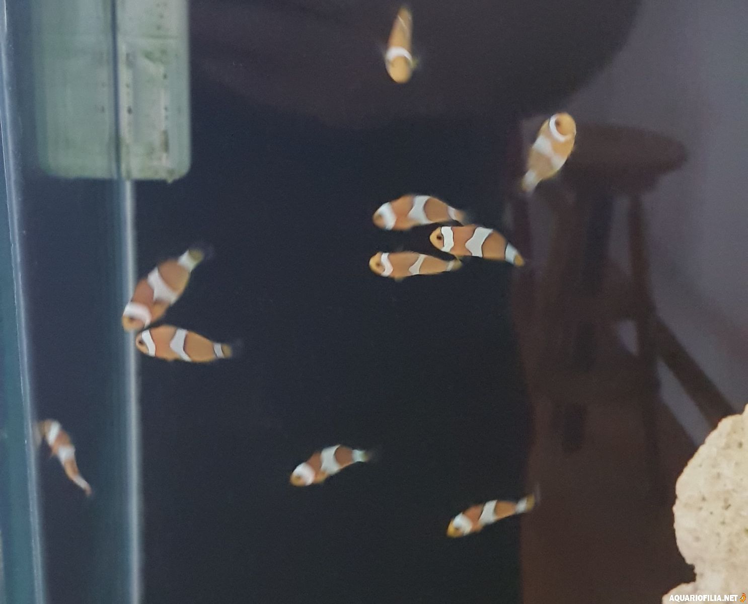 Stimmet med gröna chromis