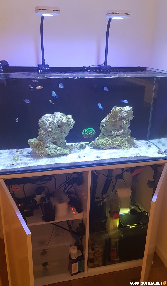Klump chaeto med liten lampa i sumpen