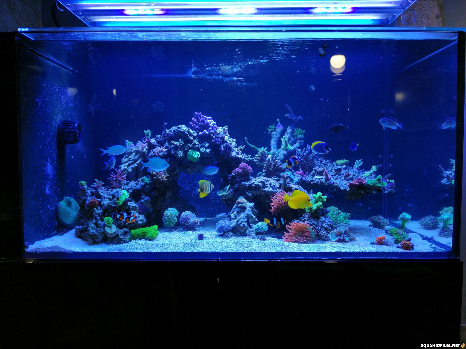 Ytterligare en koralldetalj