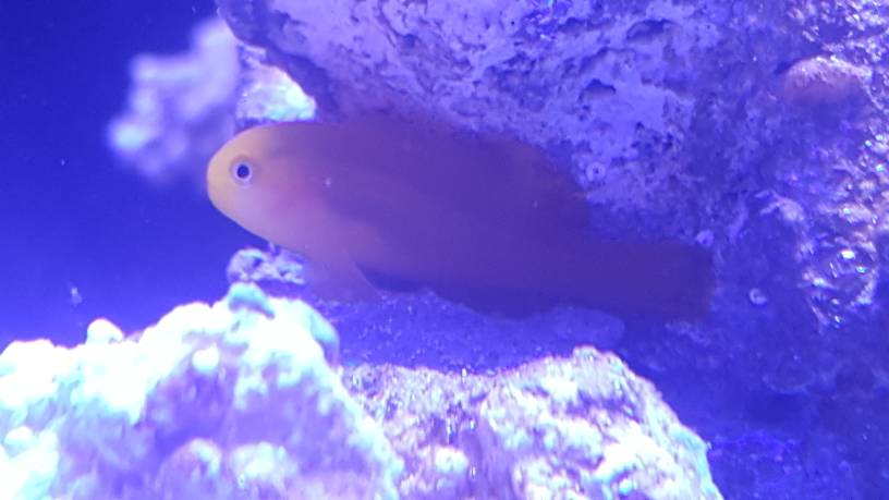 Gul clowngoby (Gobiodon okinawae) i karet