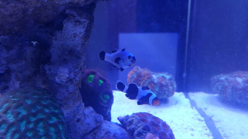 Den nya clownfisken