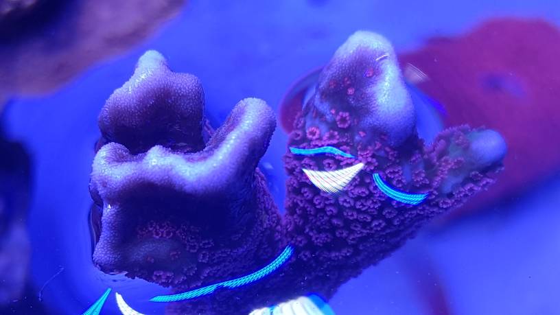 Euphyllia i förgrunden