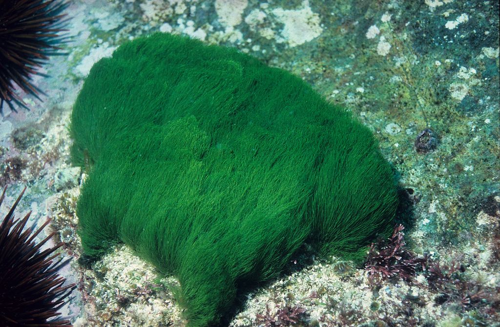 Dragsvansalg (Chlorodesmis)