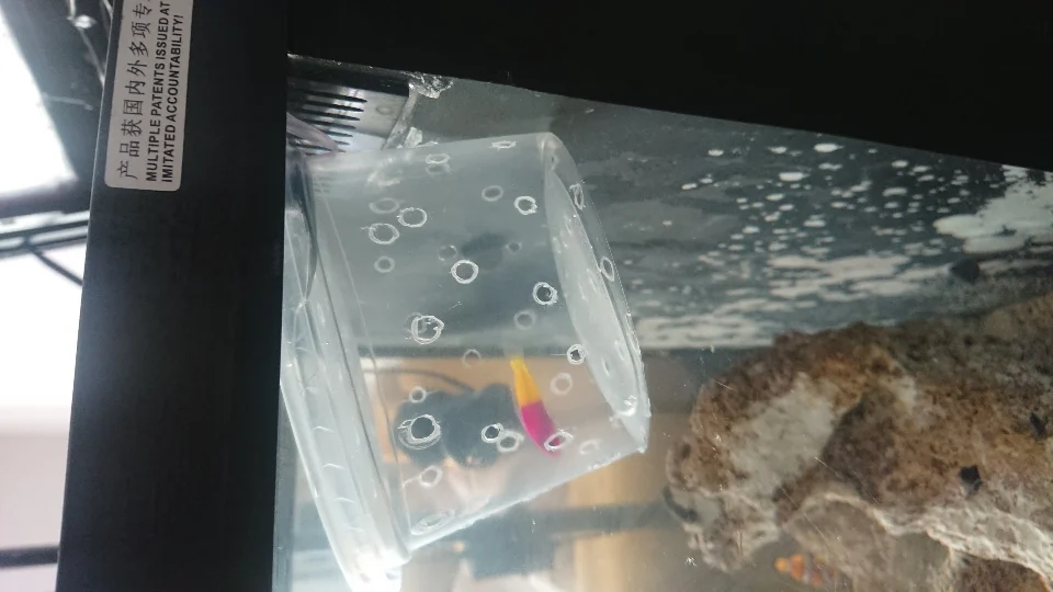 Orkidé-dottyback (Pseudochromis fridmani) med trasiga fenor