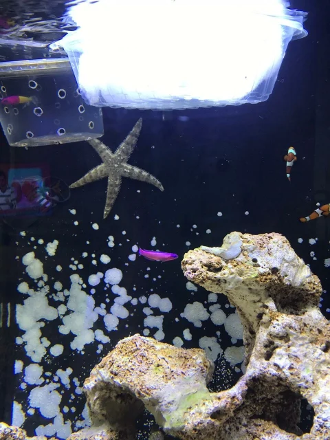 Bubbeltips-anemonen som slog sig ner nära grodfisken