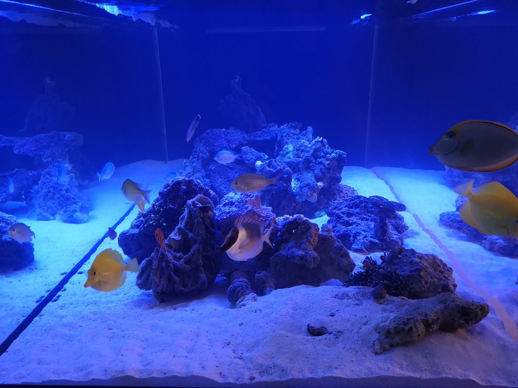 Akvariet uppsatt och fyllt med vatten