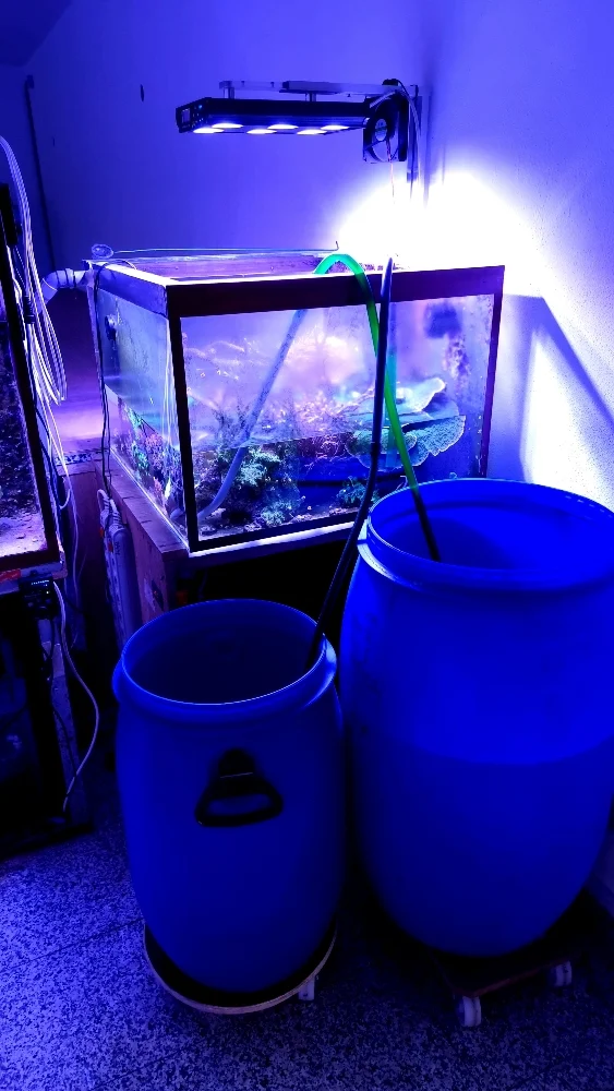 Flytt av fjärilsrevet (butterflyreef) (3)