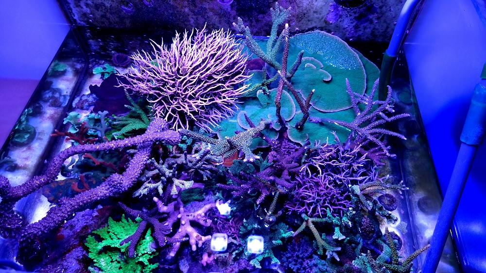 Flytt av fjärilsrevet (butterflyreef) (4)