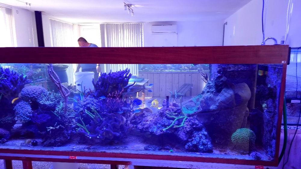 Transplantation av DSR1200reef till det nya akvariet (2)