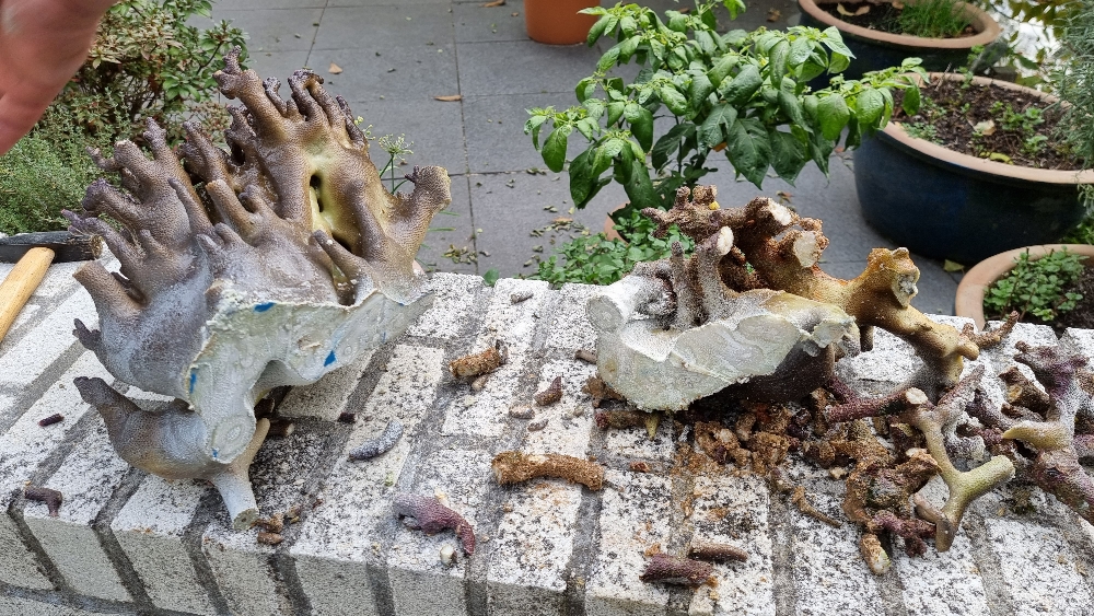 Transplantation av DSR1200reef till det nya akvariet (10)