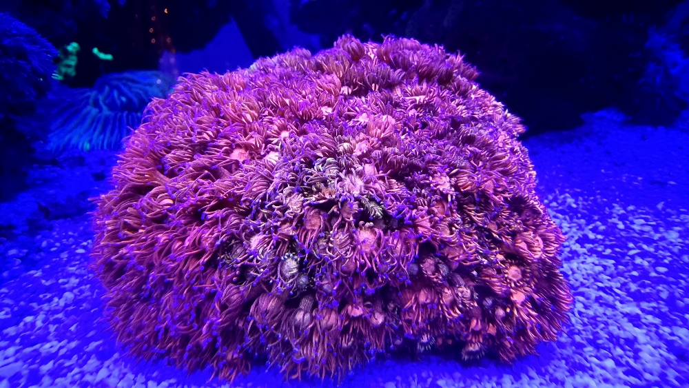 Korallerna under blått ljus — fluorescens (1)