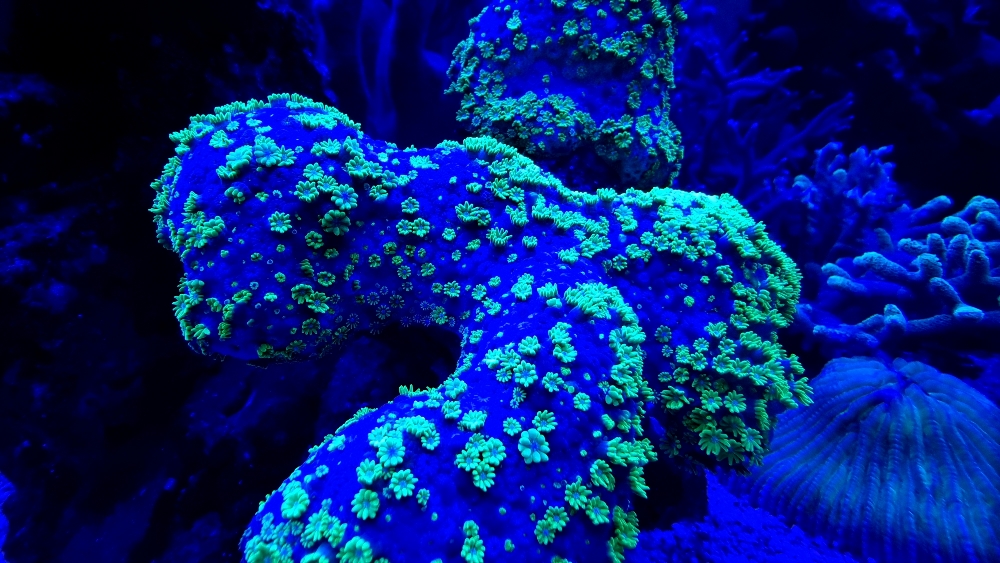 Korallerna under blått ljus — fluorescens (2)