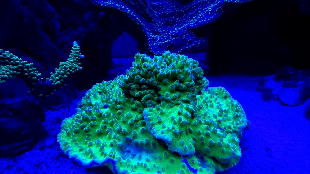Korallerna under blått ljus — fluorescens (4)
