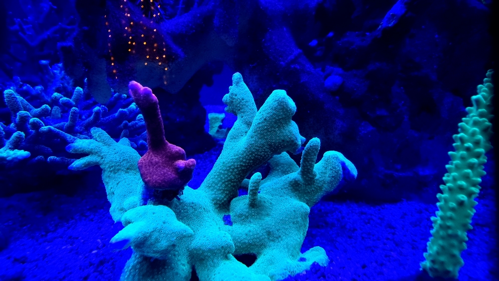 Korallerna under blått ljus — fluorescens (6)