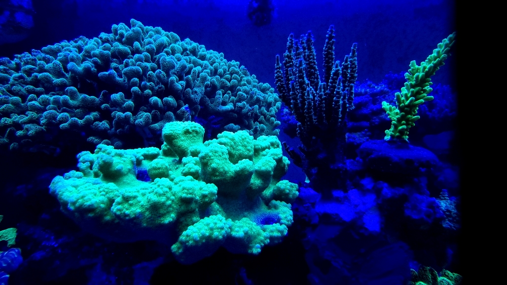 Korallerna under blått ljus — fluorescens (8)