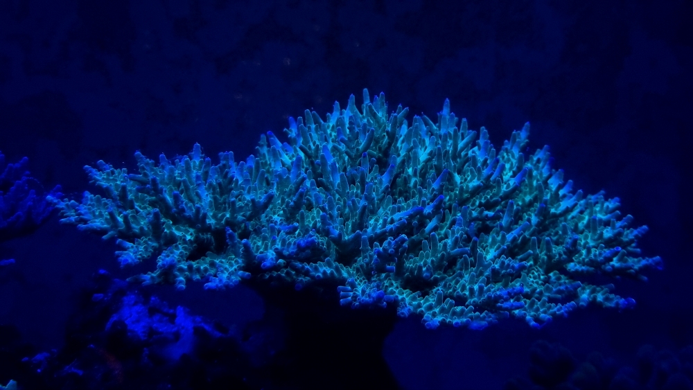 Korallerna under blått ljus — fluorescens (9)