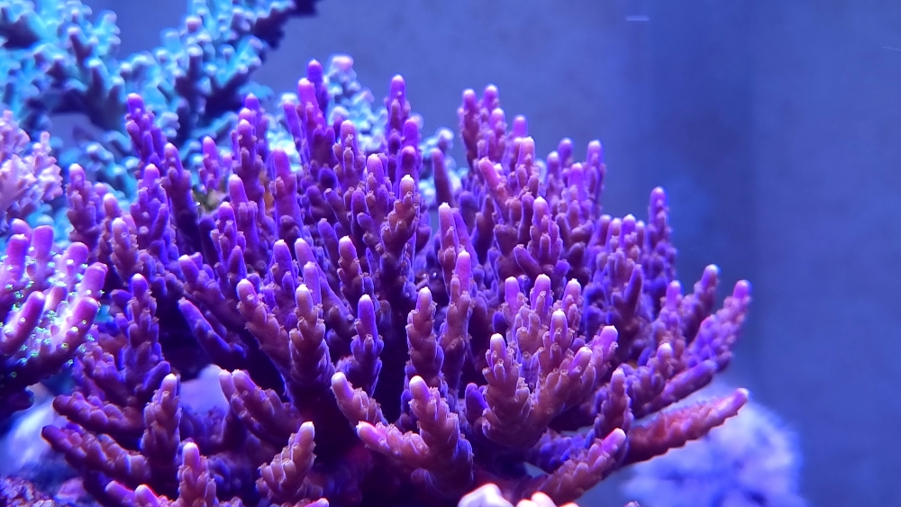 Vacker Acropora i Panoramareef (3)
