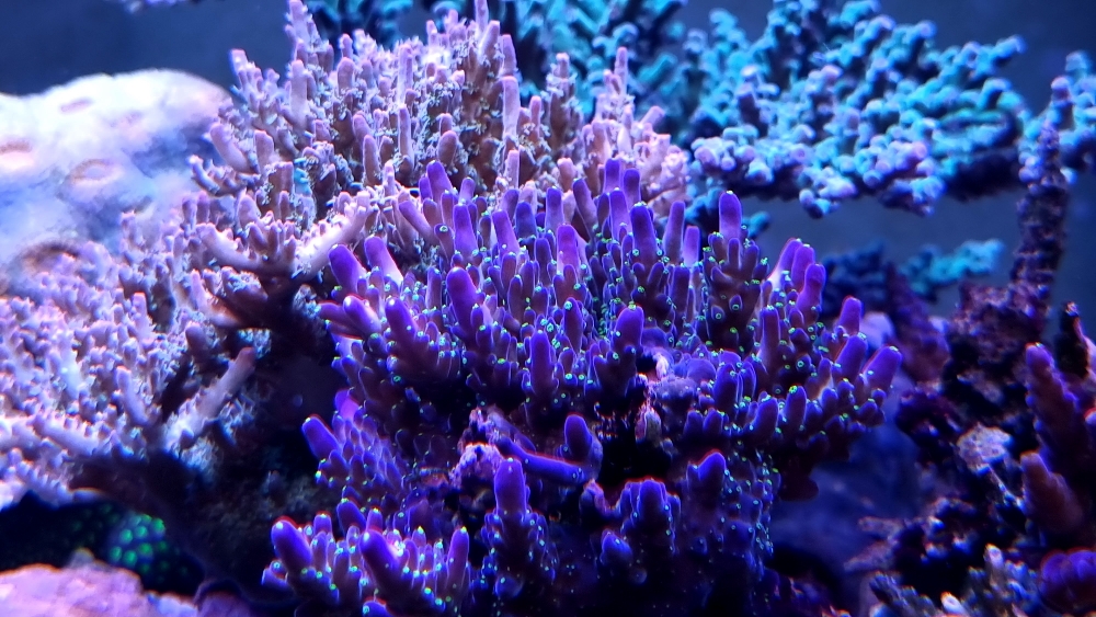Acropora vid oväntat högt fosfat (0,90 ppm) (2)