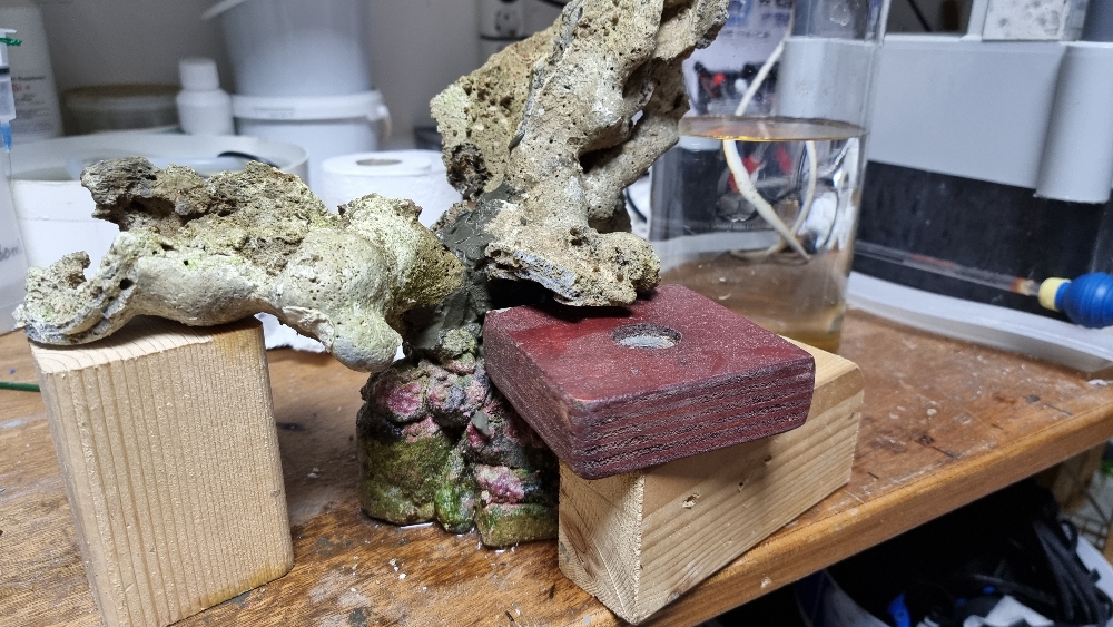Reefscaping inför sektion 1 (2)