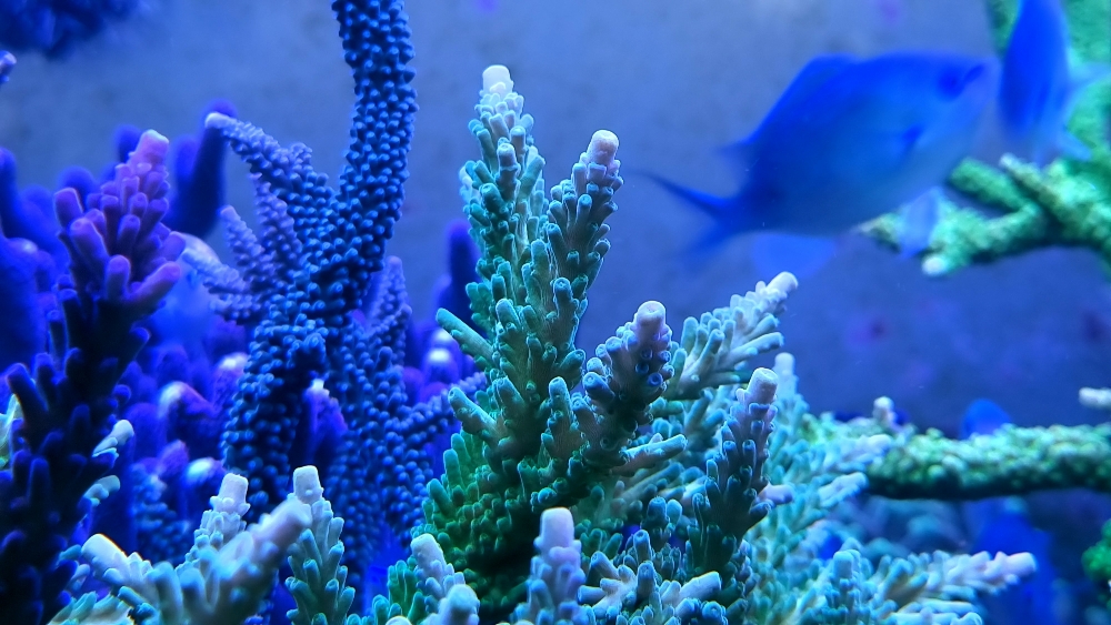 Fina korallbilder en söndagmorgon (3)