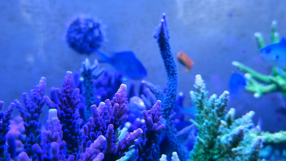 Fina korallbilder en söndagmorgon (4)