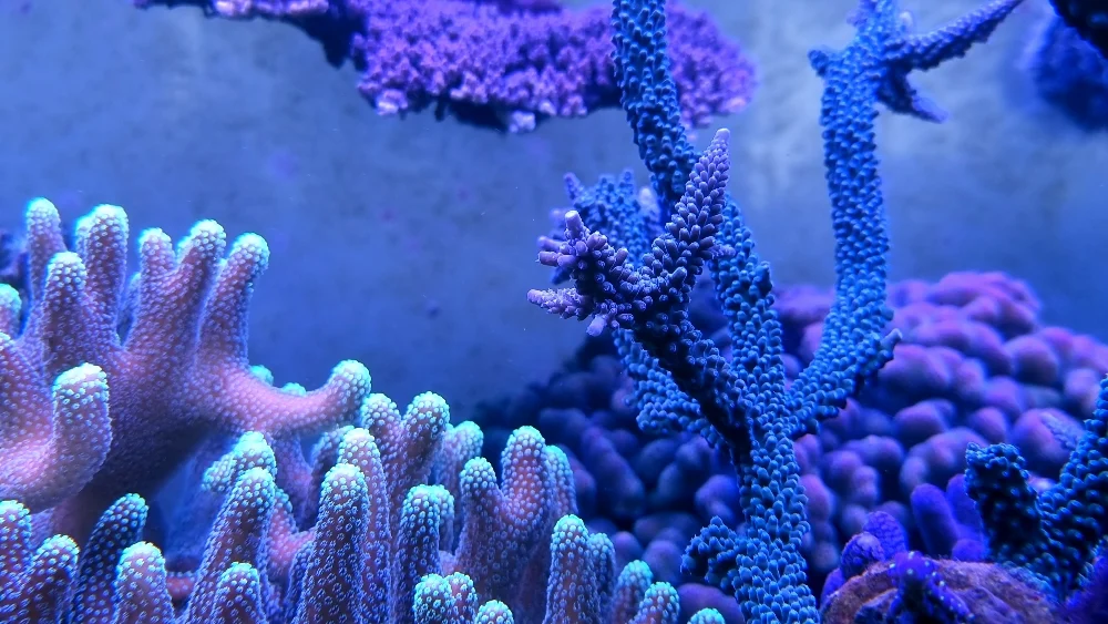 Fina korallbilder en söndagmorgon (6)