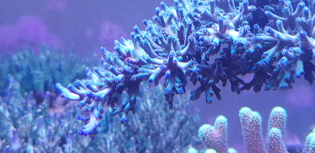 Acropora echinata 'Fire Ice' (2)