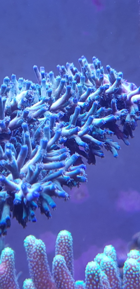 Acropora echinata 'Fire Ice' (5)