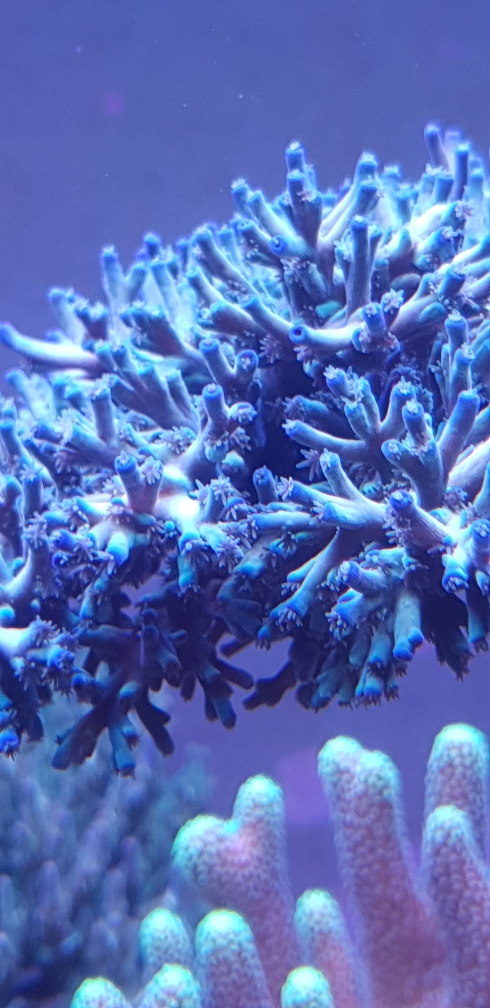 Acropora echinata 'Fire Ice' (6)