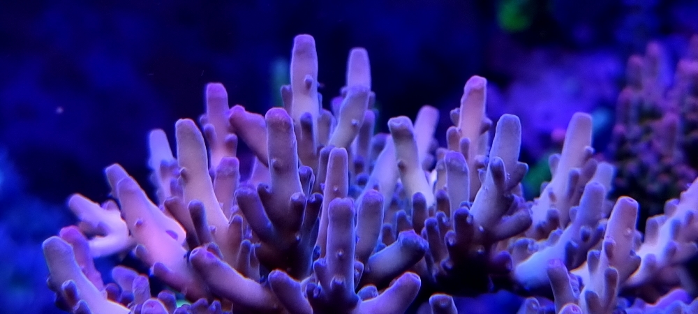 Acropora granulosa med fin tillväxt (6)