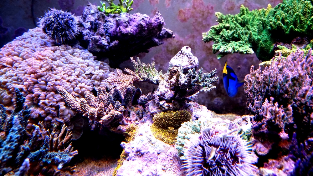 Akvariet i fullt dagsljus (2)