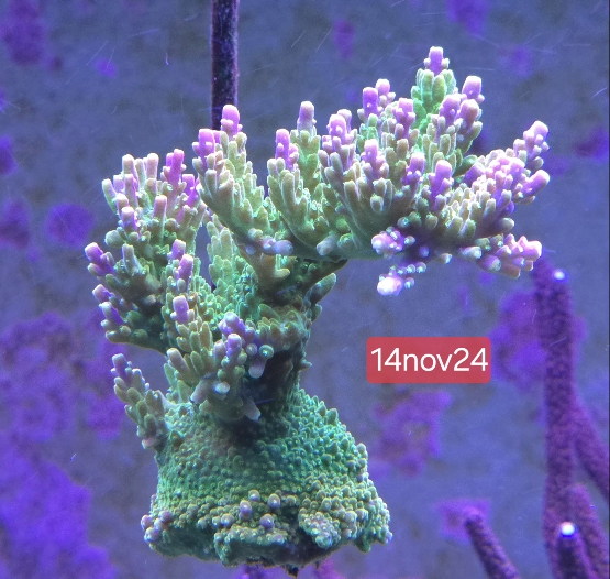 Acropora-mangoträdgården (2)