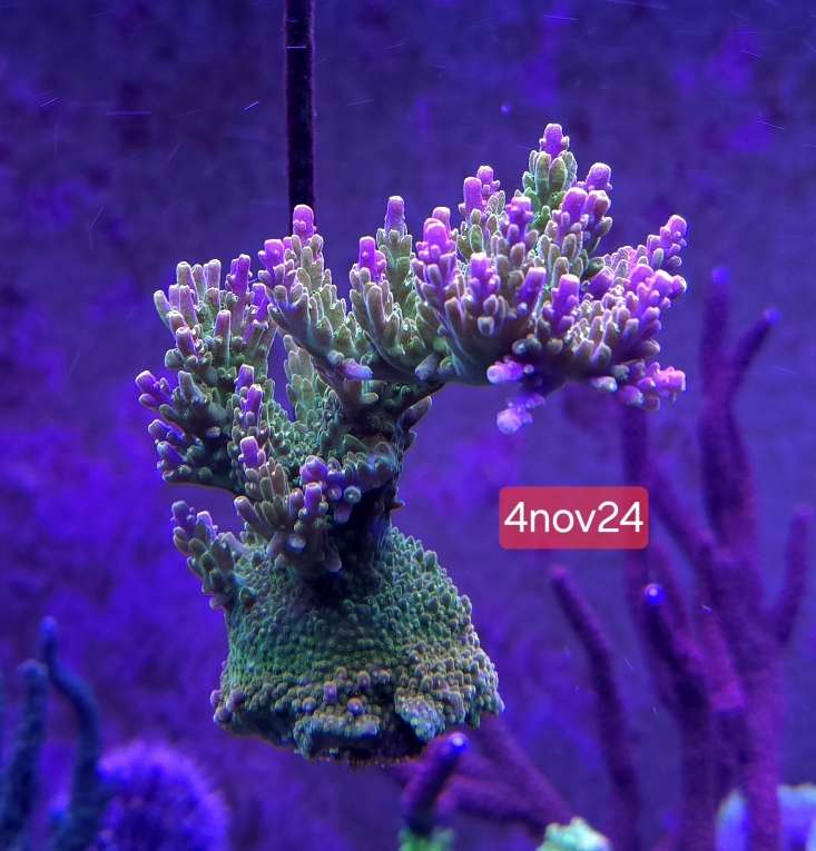 Acropora-mangoträdgården (3)