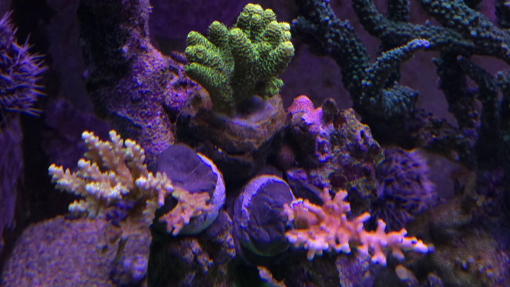 Nyligen fastsatta Acropora (2)