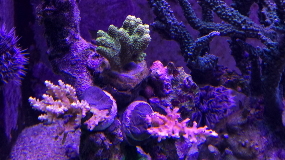 Nyligen fastsatta Acropora (5)