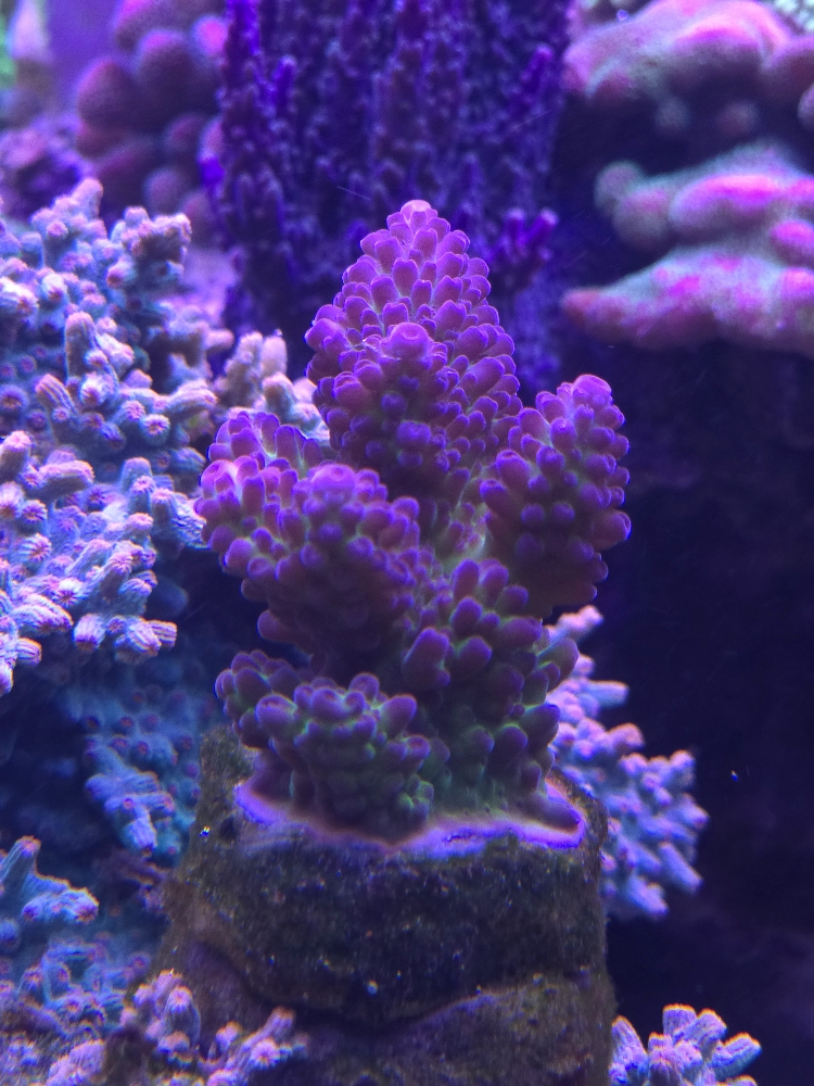 Nyligen fastsatta Acropora (6)