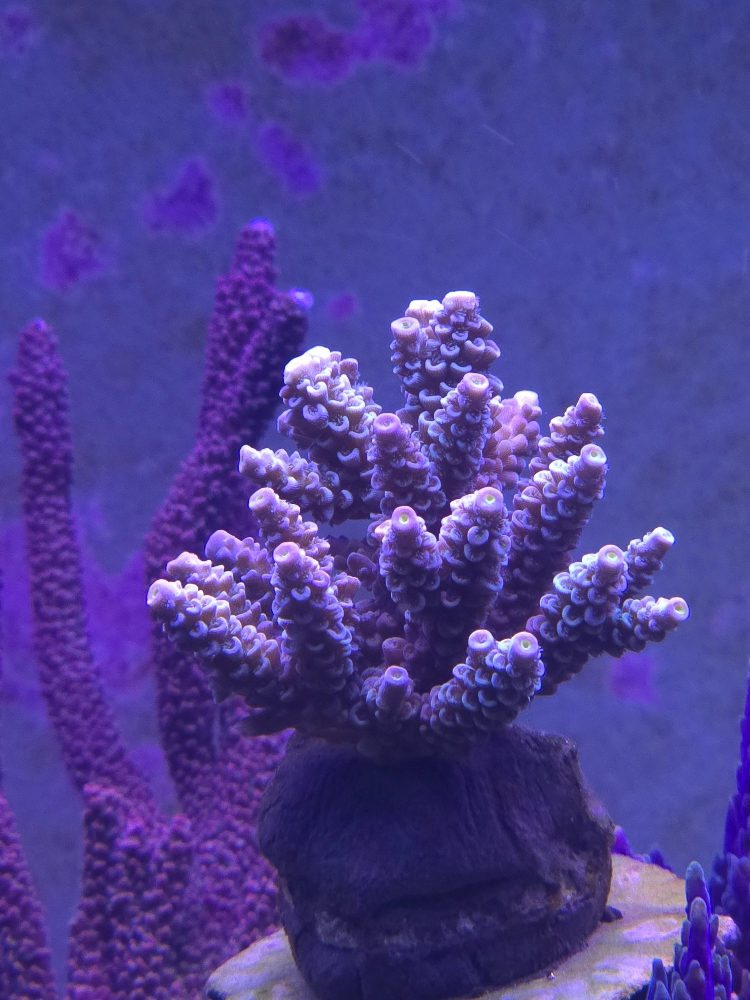 Nyligen fastsatta Acropora (8)