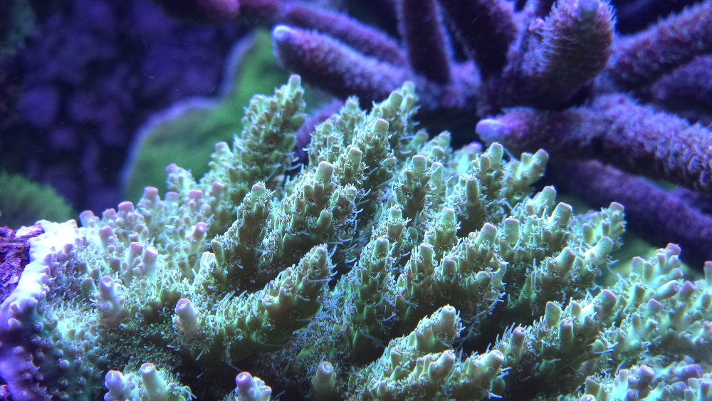 Acropora från Korallhavet (millepora eller hyacinthus?) (3)