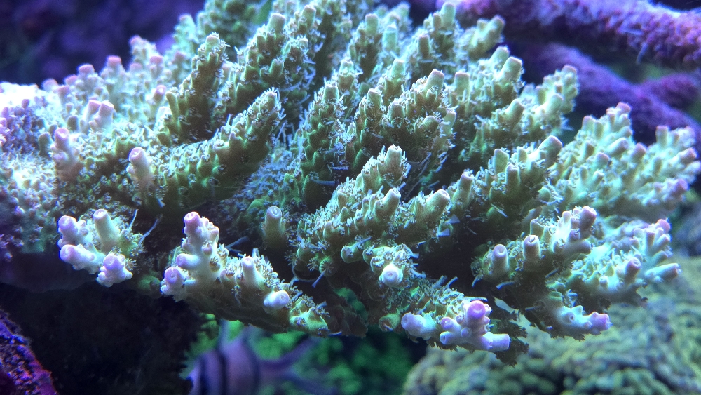 Acropora från Korallhavet (millepora eller hyacinthus?) (4)