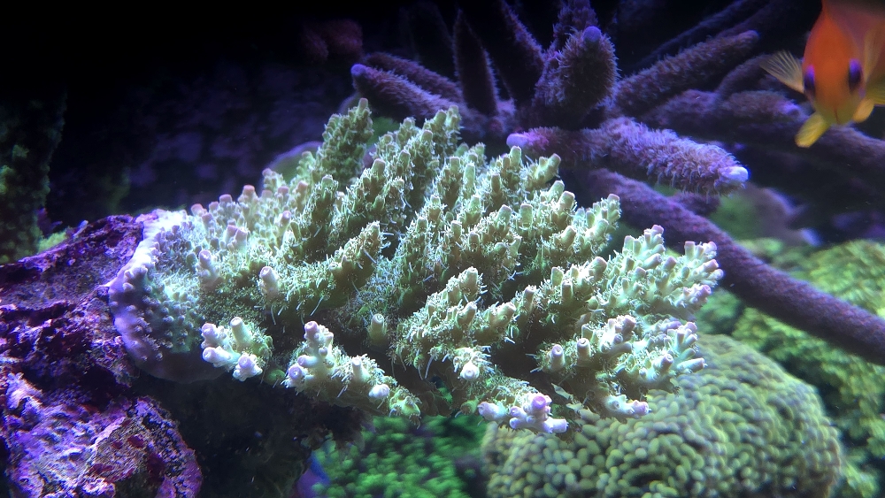 Acropora från Korallhavet (millepora eller hyacinthus?) (5)