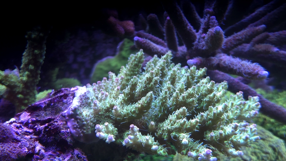 Acropora från Korallhavet (millepora eller hyacinthus?) (6)
