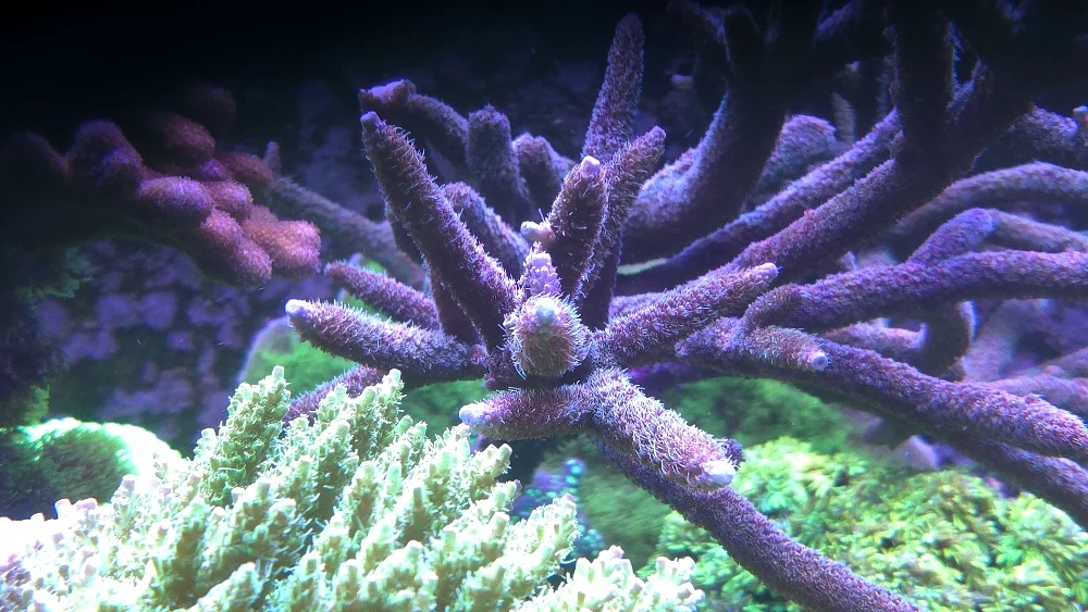 Röd Acropora formosa, orange Cyphastrea och clownfisk (1)
