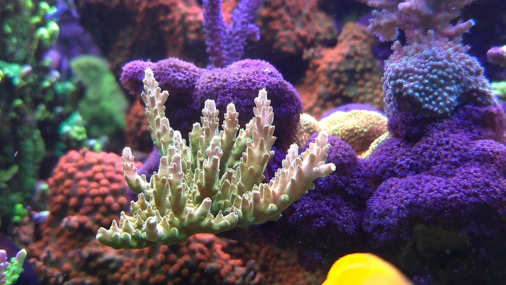 Röd Acropora formosa, orange Cyphastrea och clownfisk (2)