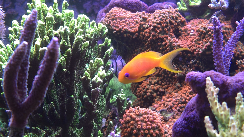 Röd Acropora formosa, orange Cyphastrea och clownfisk (6)
