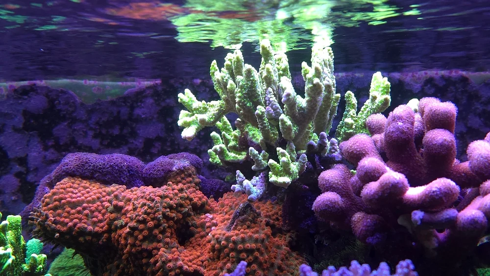 Mittenöns topp — anacropora, porites och blå handskpolyper (1)