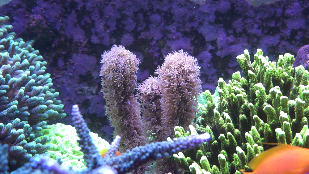 Mittenöns topp — anacropora, porites och blå handskpolyper (2)