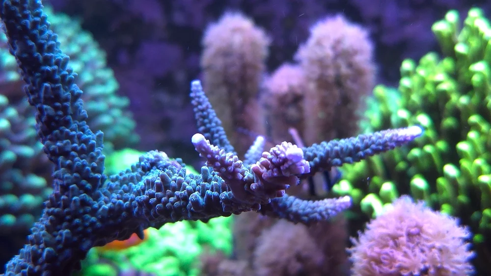 Mittenöns topp — anacropora, porites och blå handskpolyper (3)