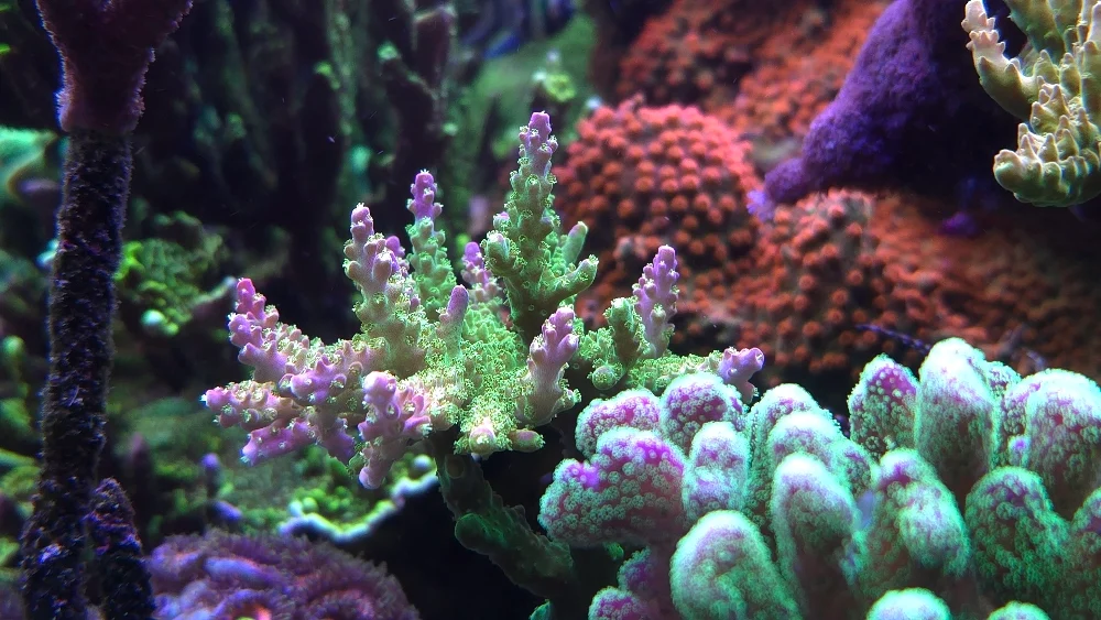 Mittenöns topp — anacropora, porites och blå handskpolyper (5)