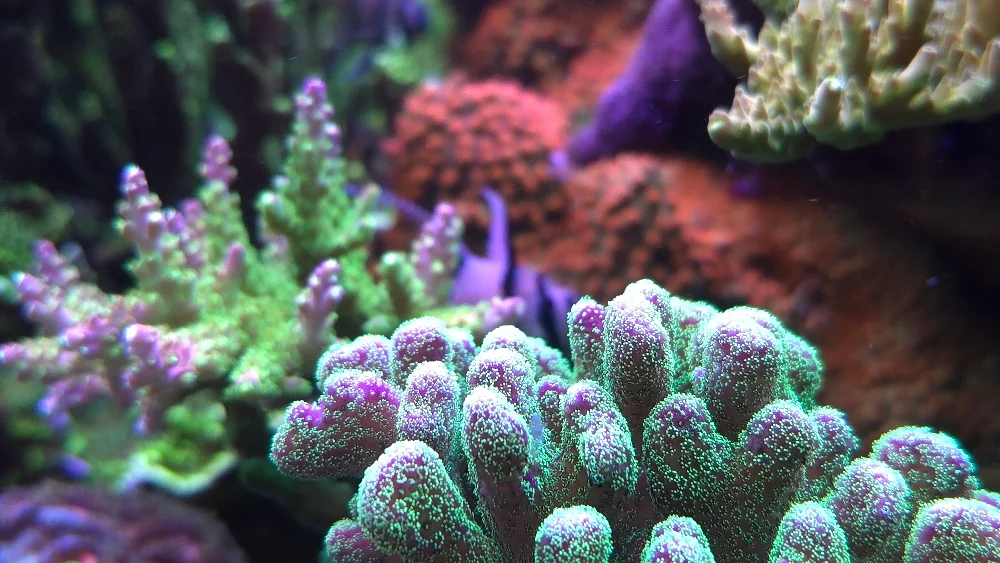 Mittenöns topp — anacropora, porites och blå handskpolyper (6)
