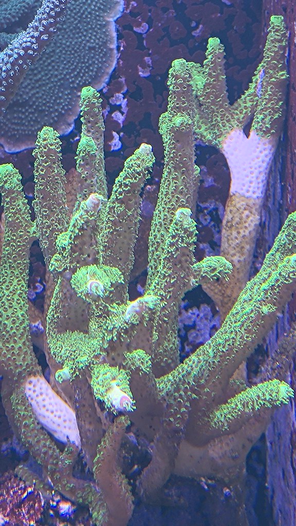 Sagerraks acropora med korta tillväxtspetsar och vågor av STN